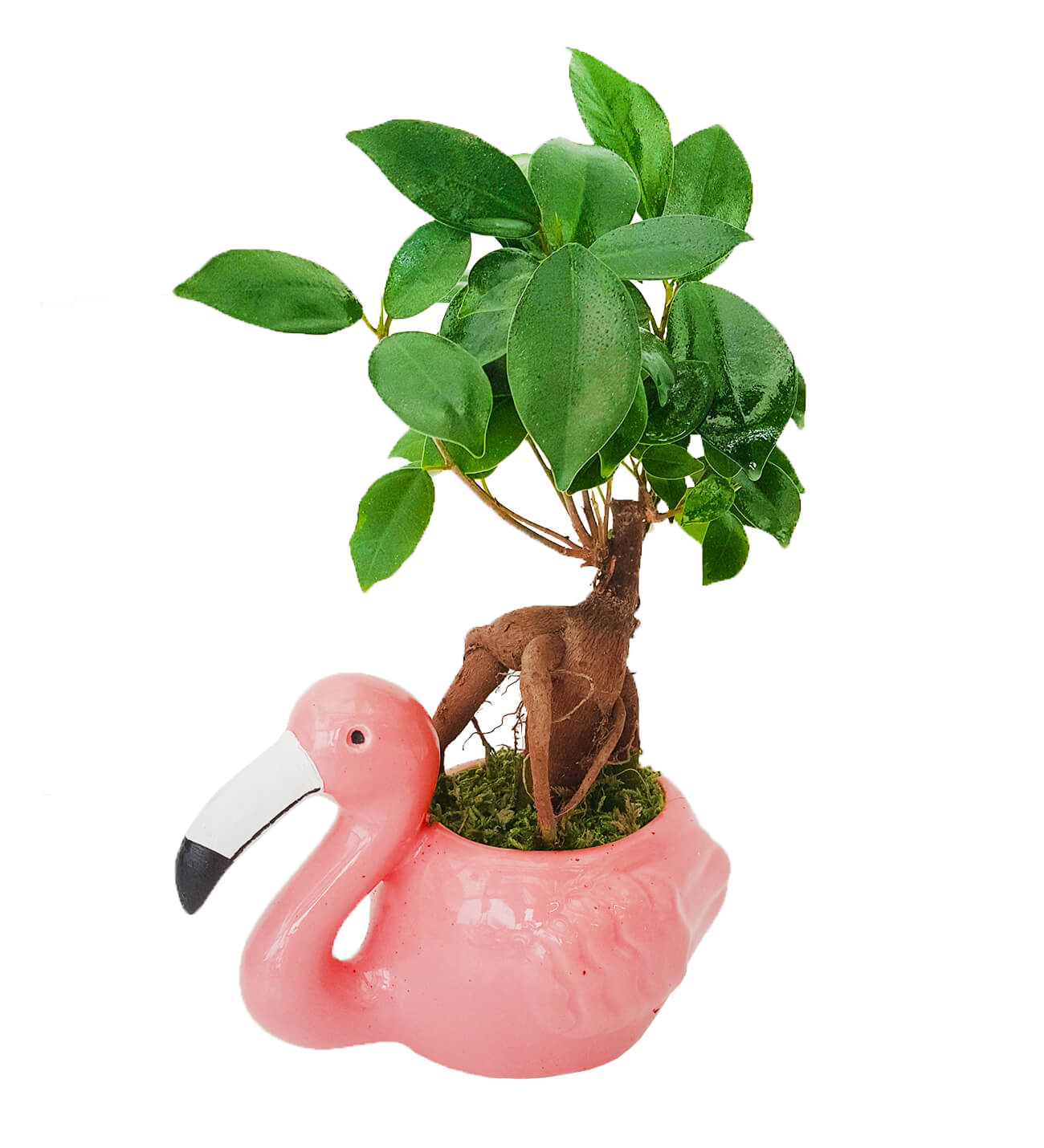 Amazon Serisi Flamingo Ficus Ginseng Bonsai