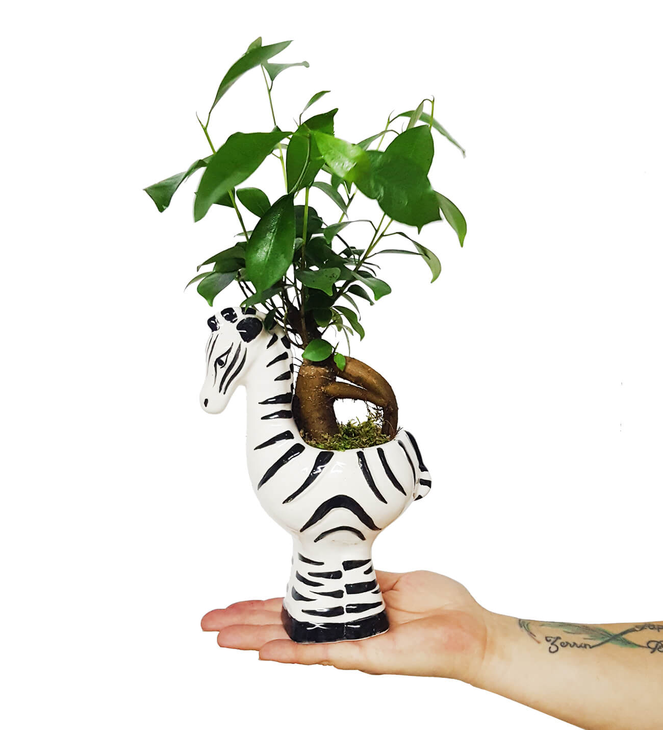 Amazon Serisi Zebra Ficus Ginseng Bonsai
