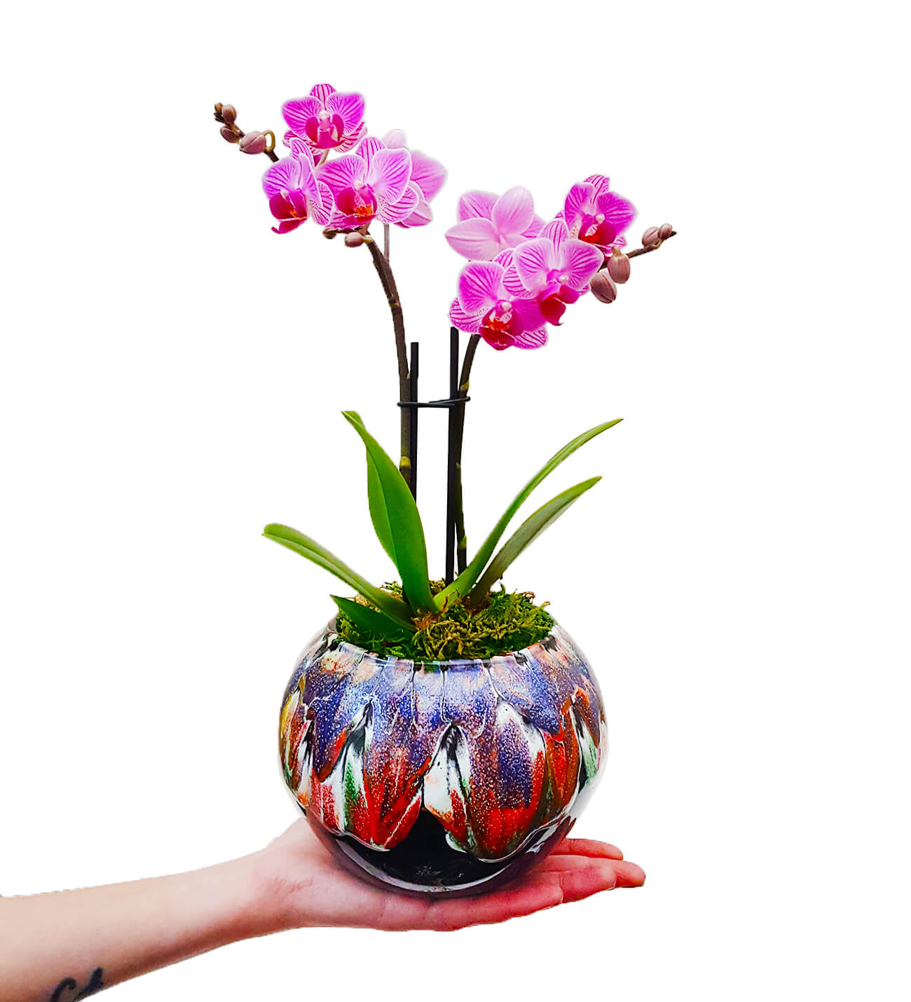 Marbling Art 2 Dal Phalaenopsis Orkide 