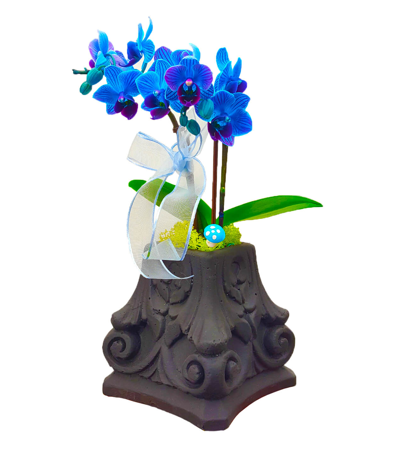 Black Statue Mini Mavi Phalaenopsis Orkide