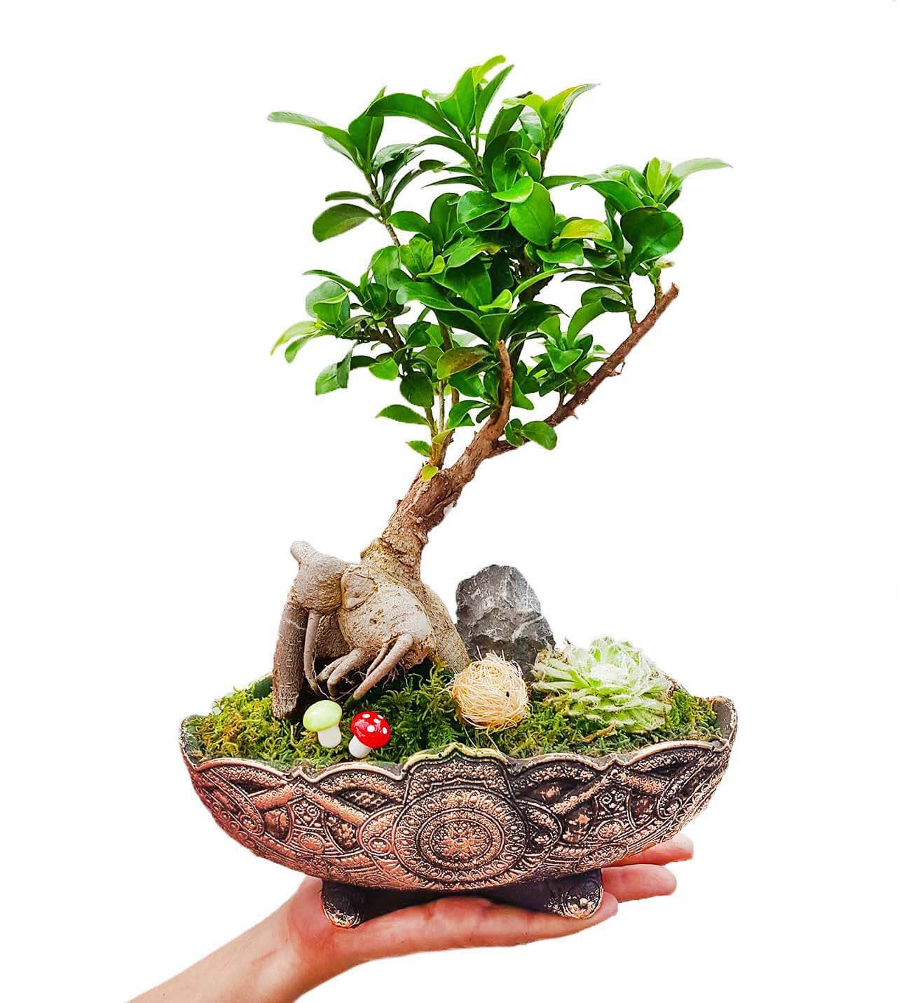 Gondol Serisi Ficus Gingseng Bonsai ve Sukulent Tasarımı