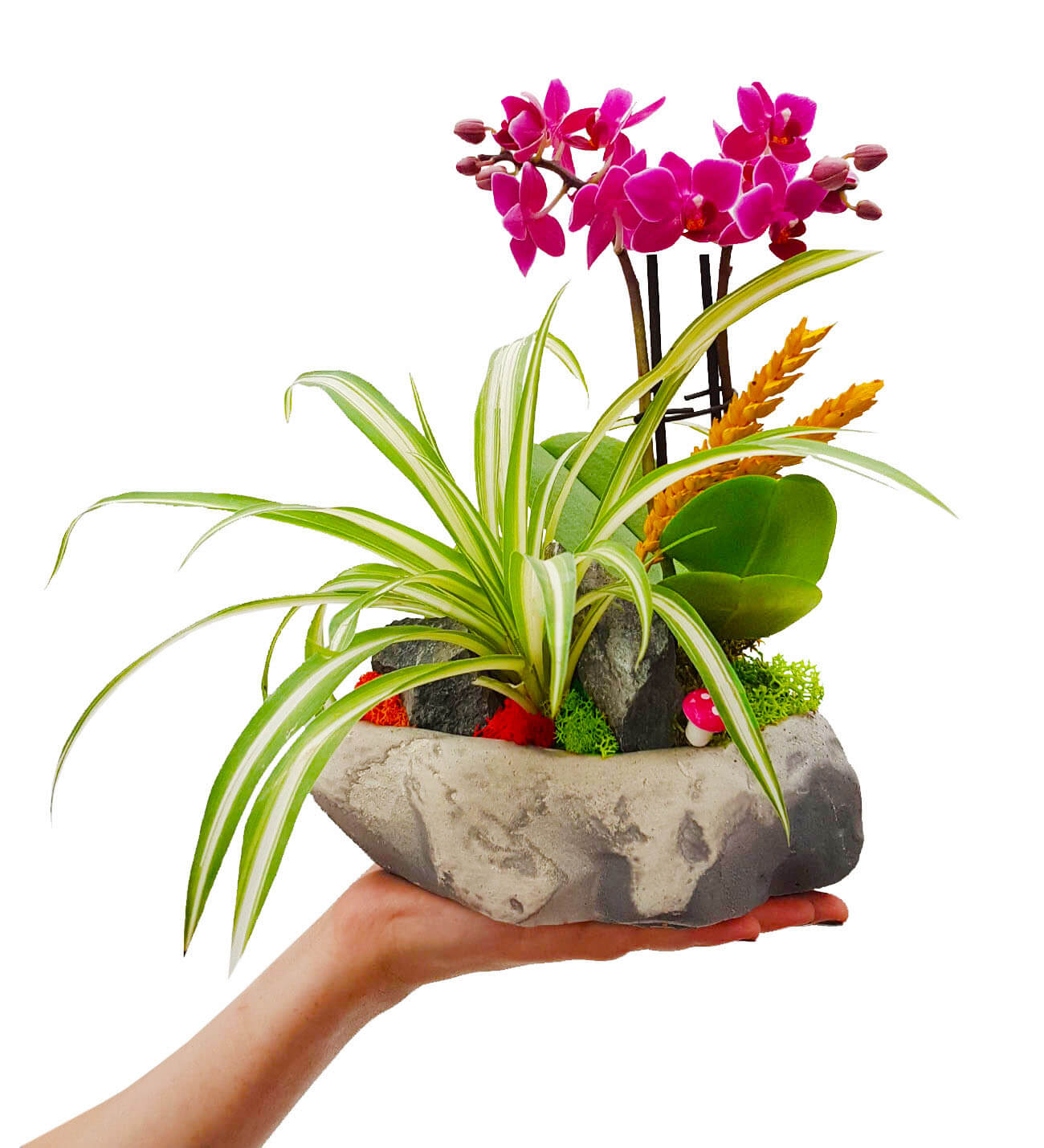 Naturel Stone Serisi Phalaenopsis Orkide
