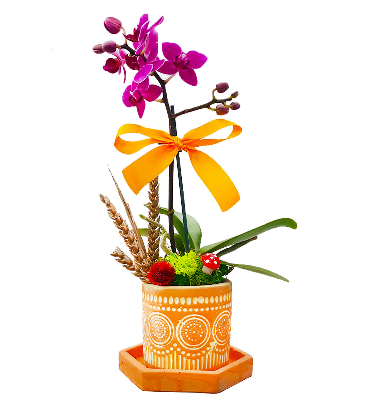 Orange Art Phalaenopsis Orkide