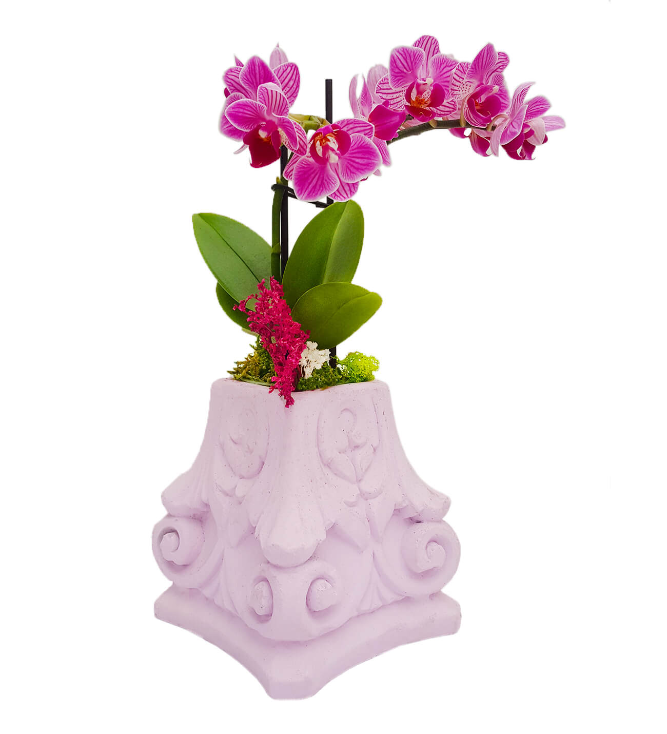 Royal Pink Phalaenopsis Orkide