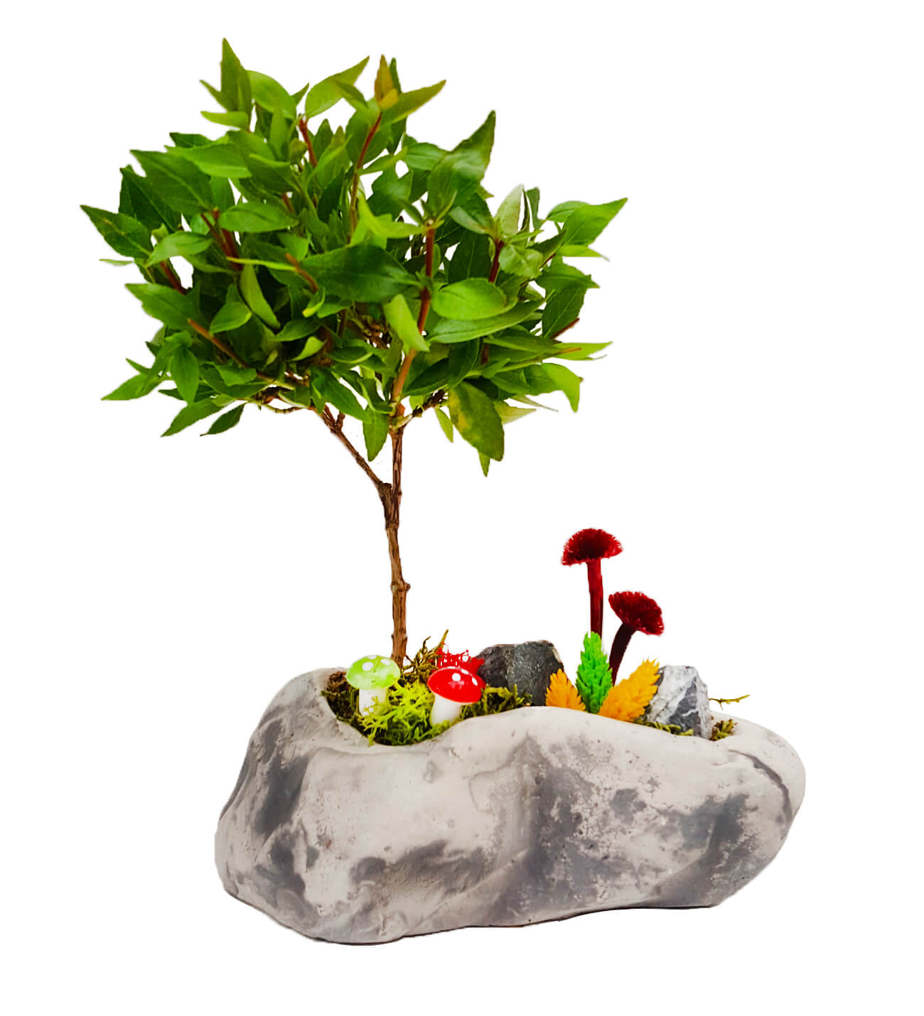 Mini Bonsai Abelia Grandiflora