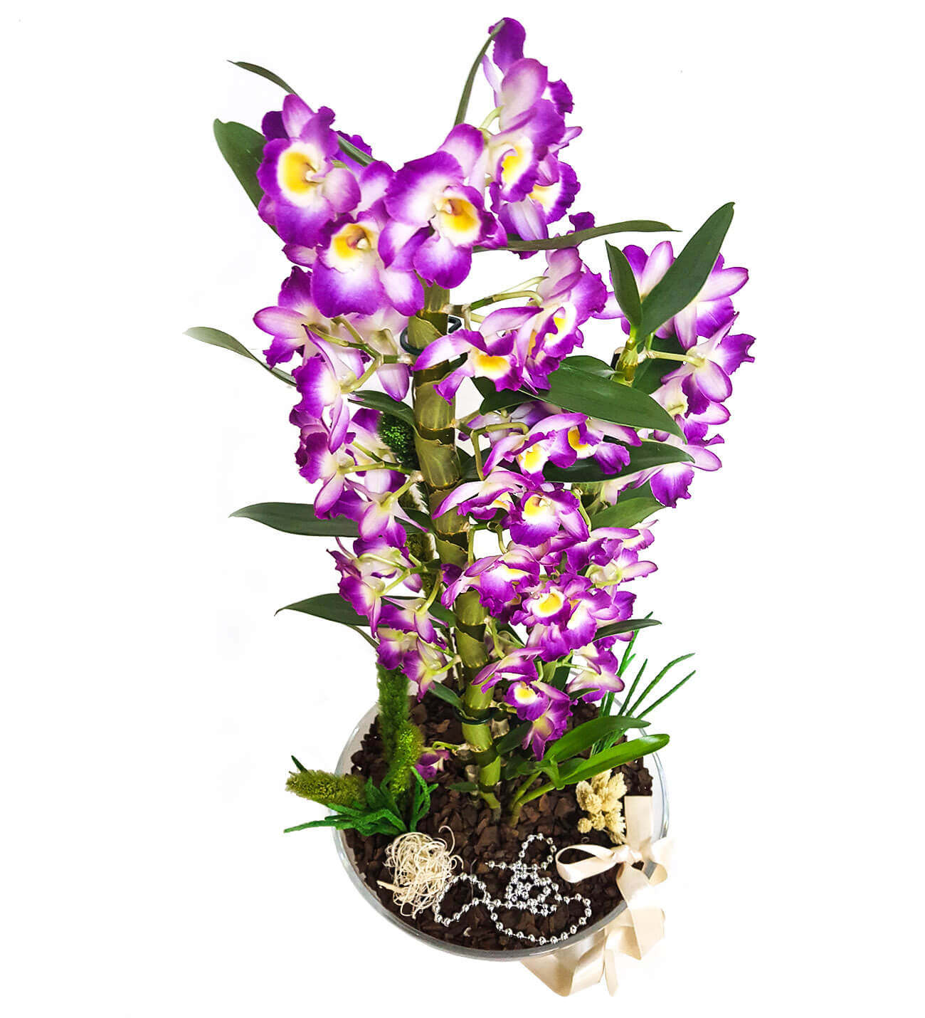 Dendrobium Deluxe Pembe Orkide