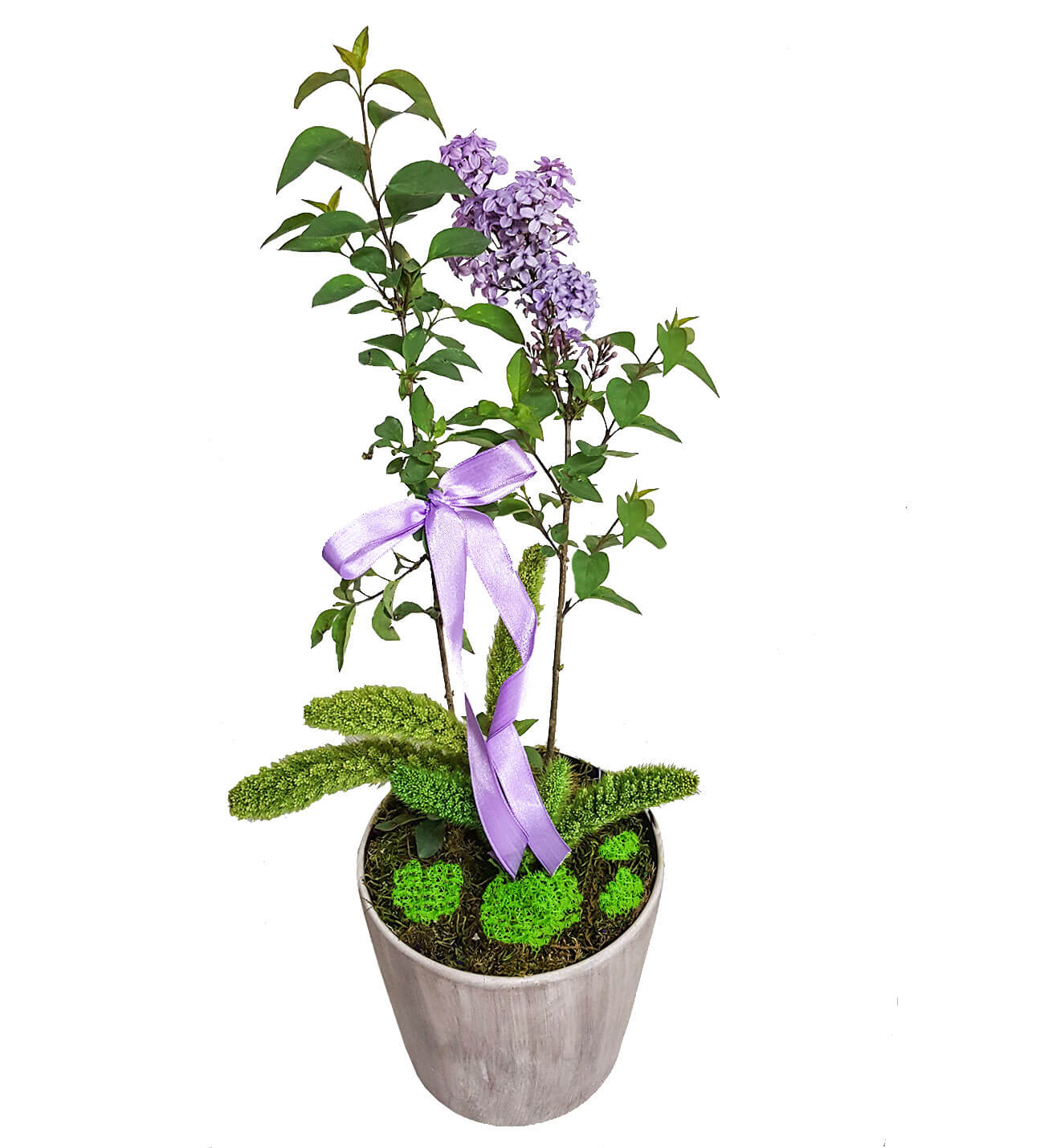Syringa Leylak