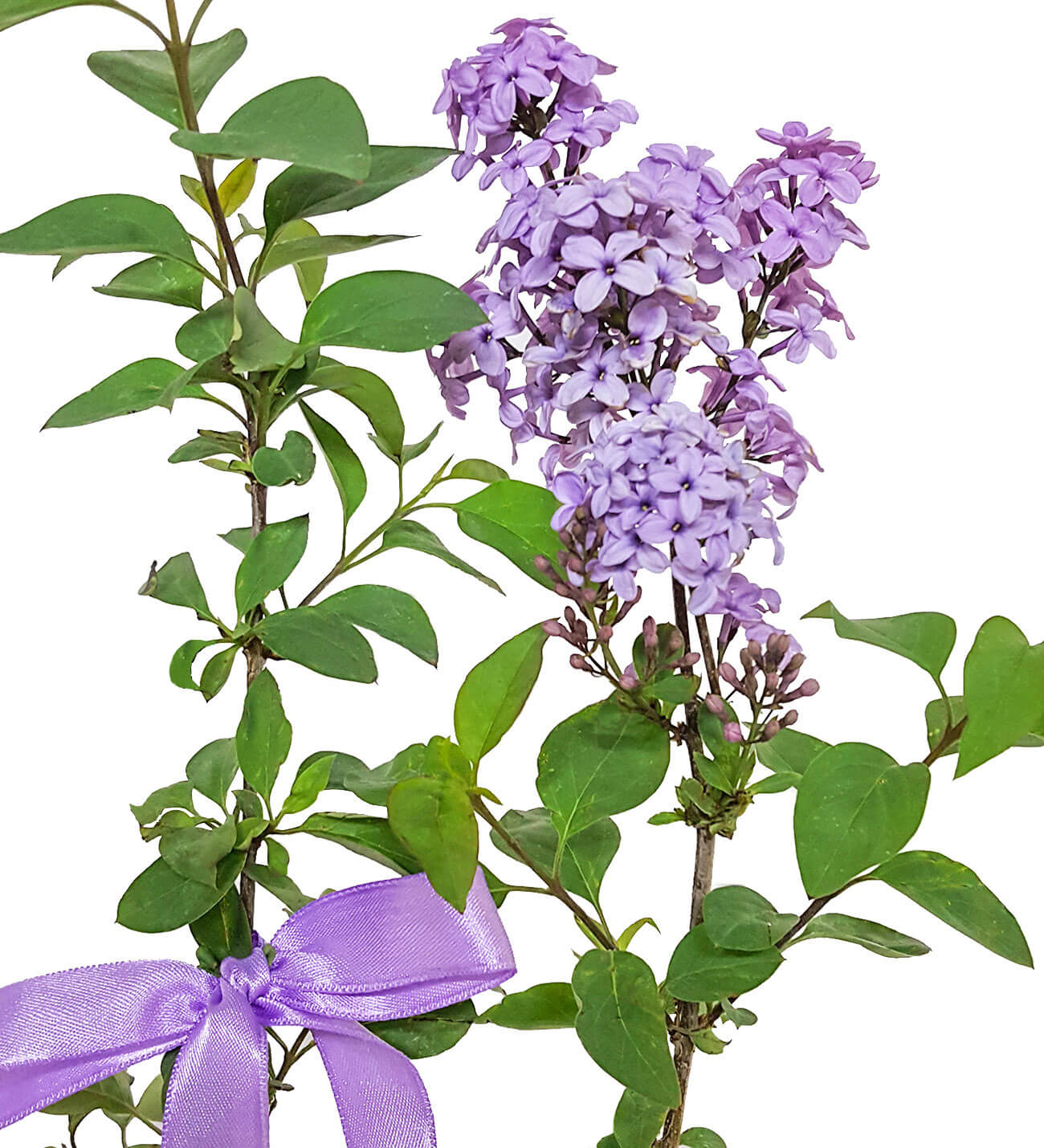Syringa Leylak