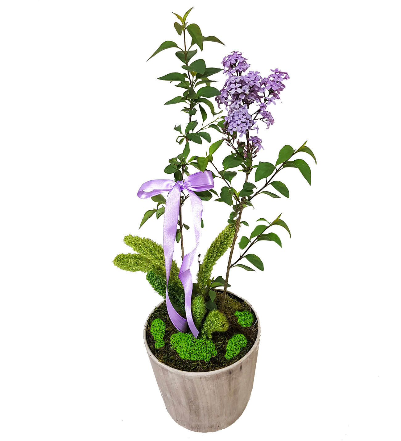 Syringa Leylak