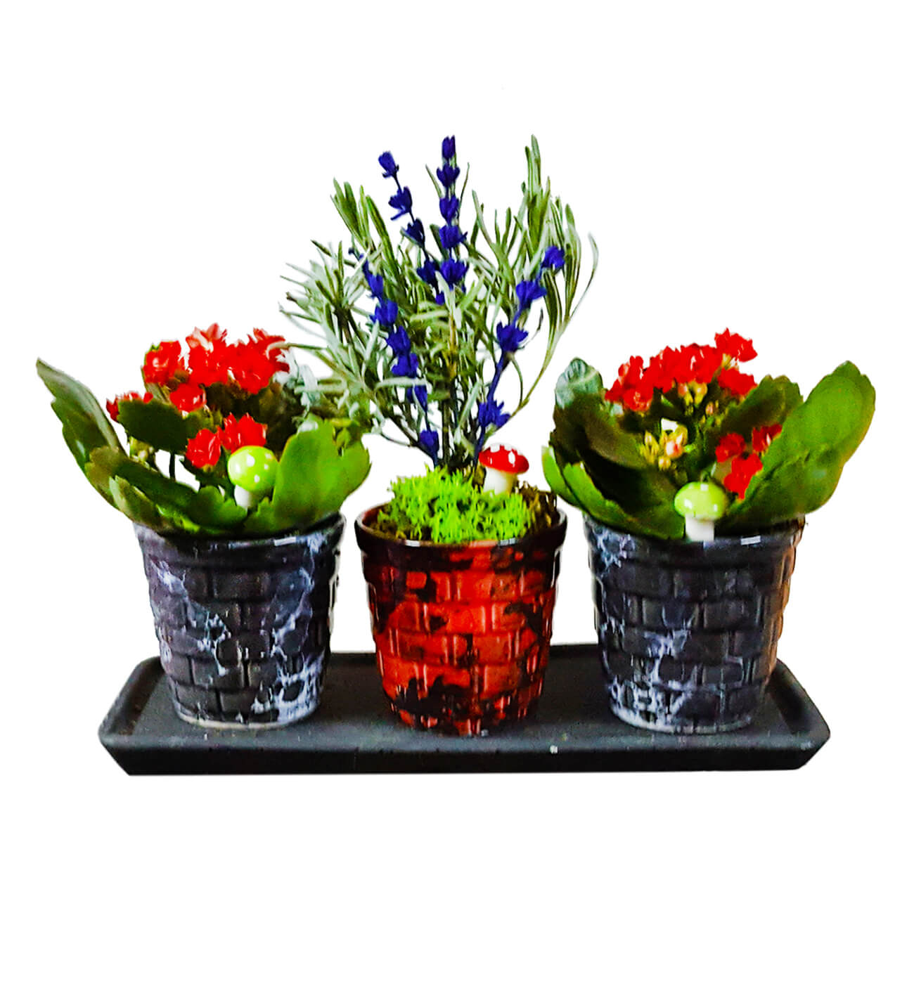 Granit Set Kalanchoe ve Lavanta