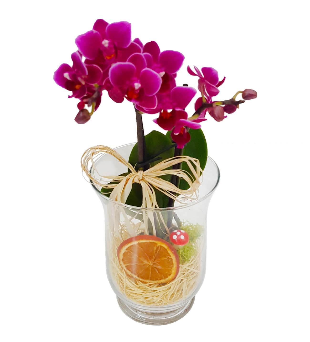 Nerol 2 Dal Phalaenopsis Orkide