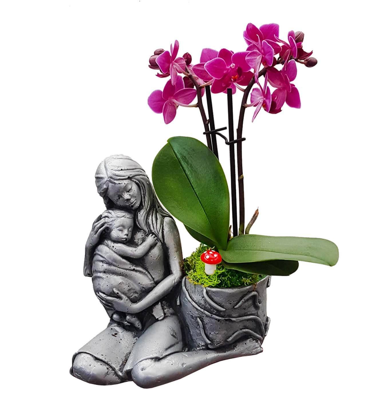 Statue Grey Serisi Phalaenopsis Orkide