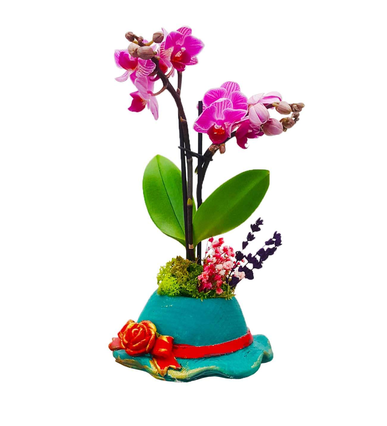 Nice Hat 2 Dal Phalaenopsis Orkide