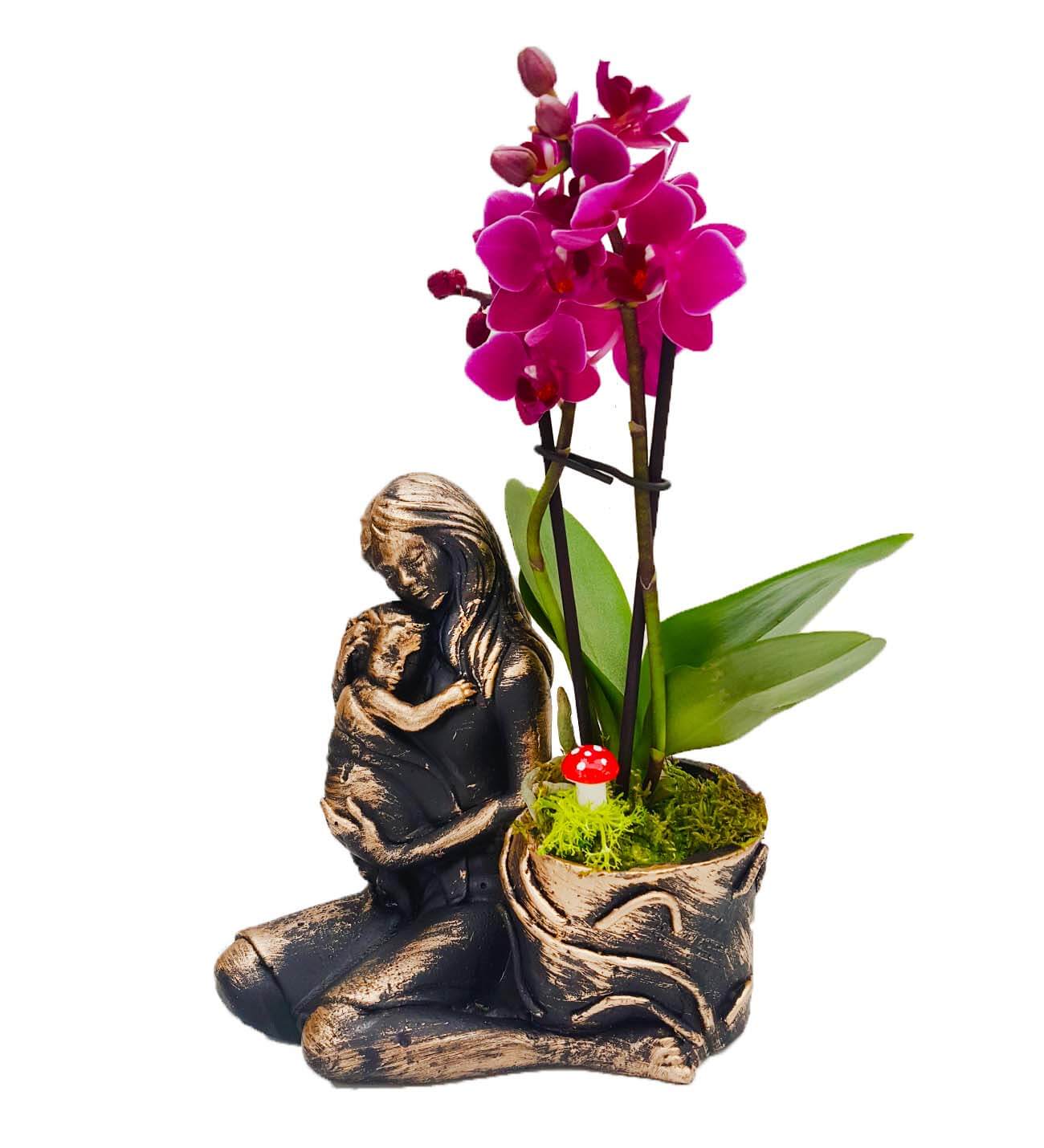 Statue Gold Serisi Phalaenopsis Orkide
