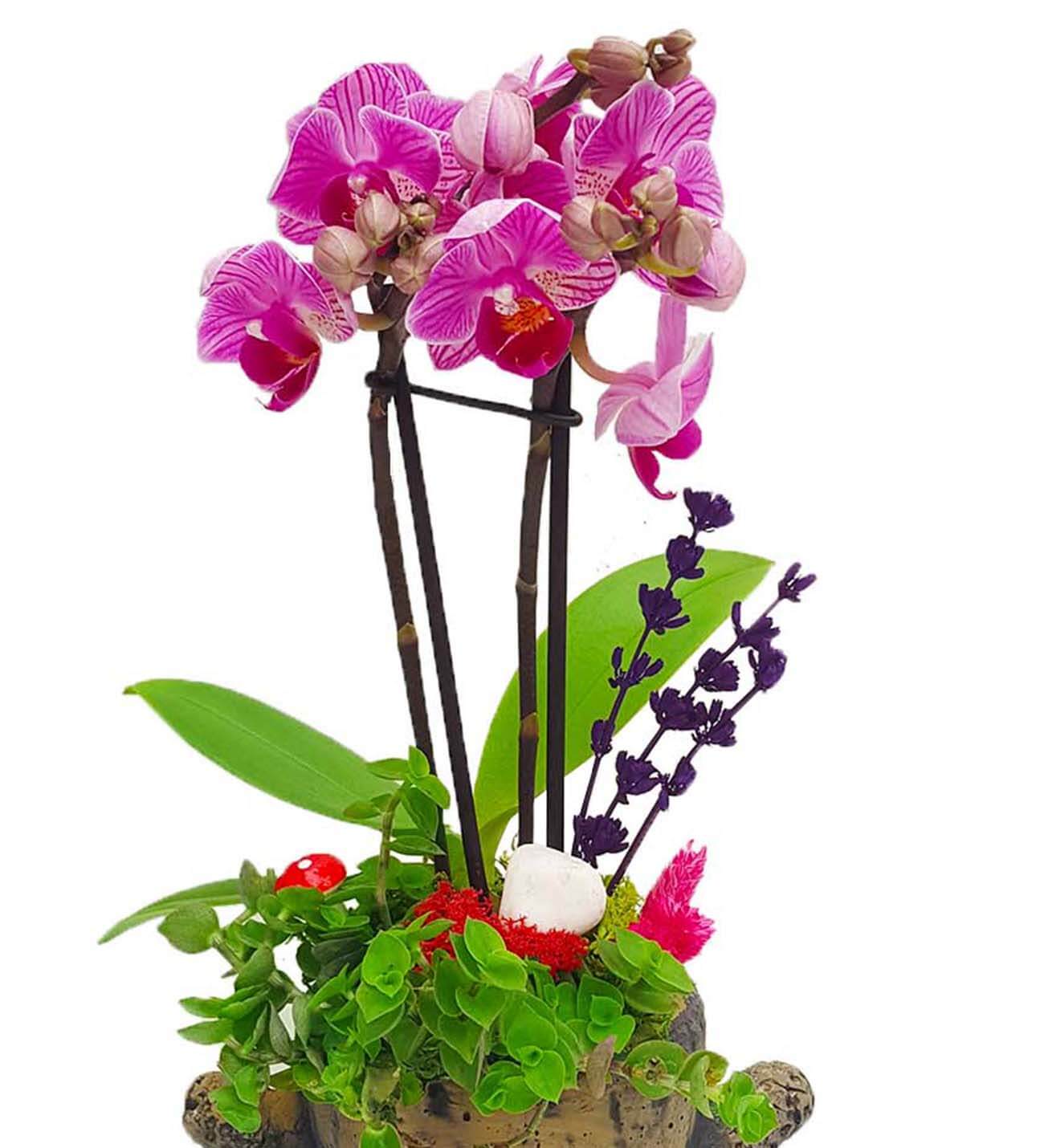 Flower Garden 2 Dal Phalaenopsis Orkide