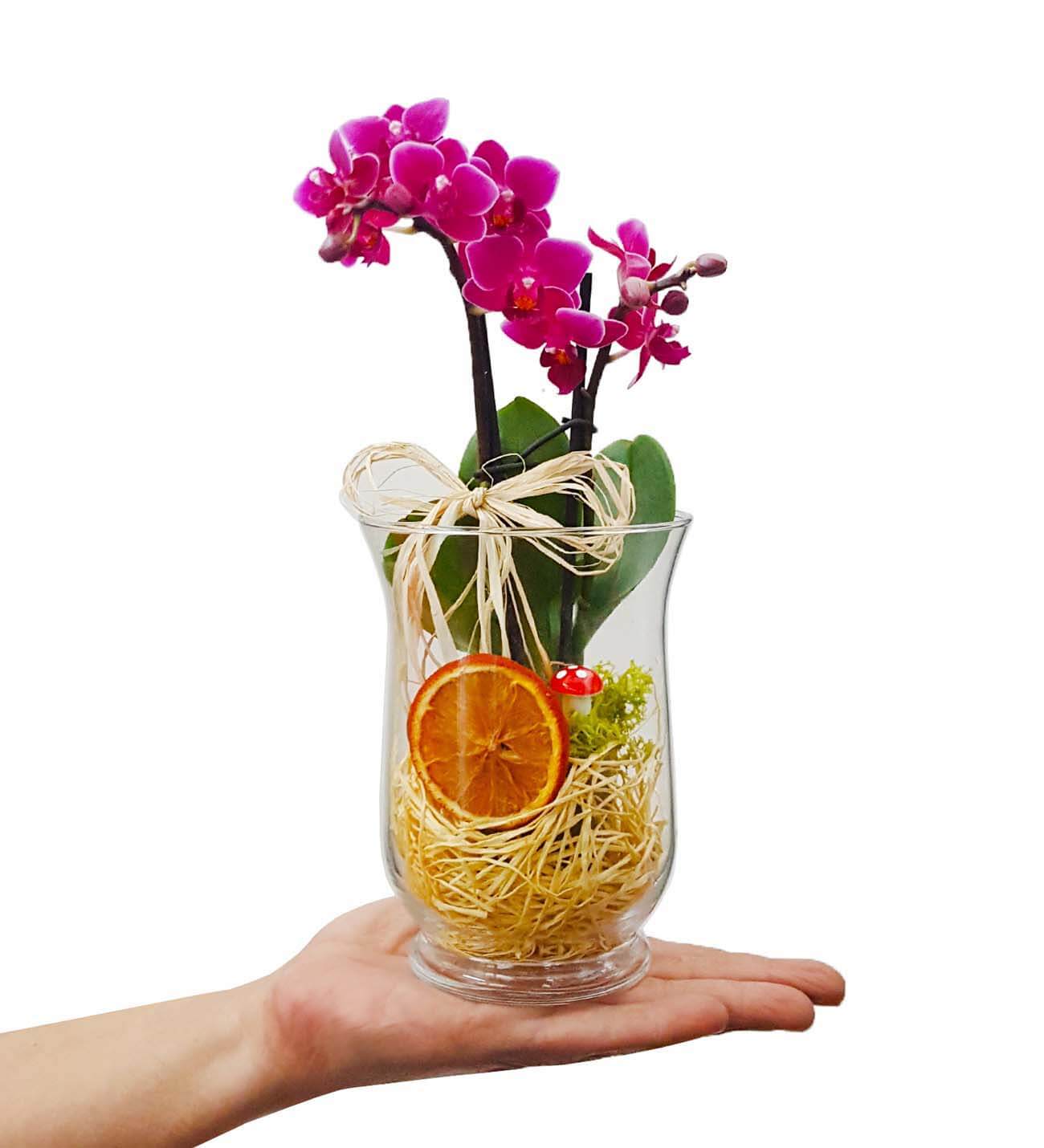 Nerol 2 Dal Phalaenopsis Orkide