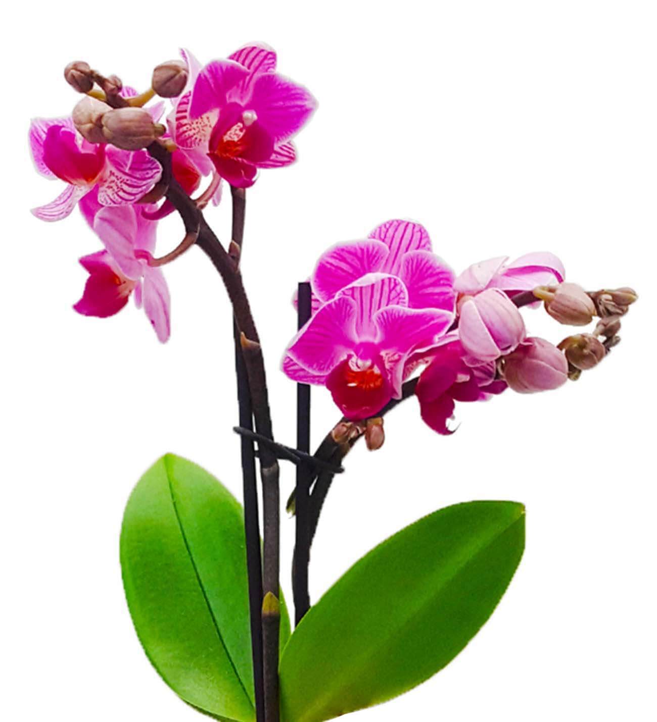 Nice Hat 2 Dal Phalaenopsis Orkide