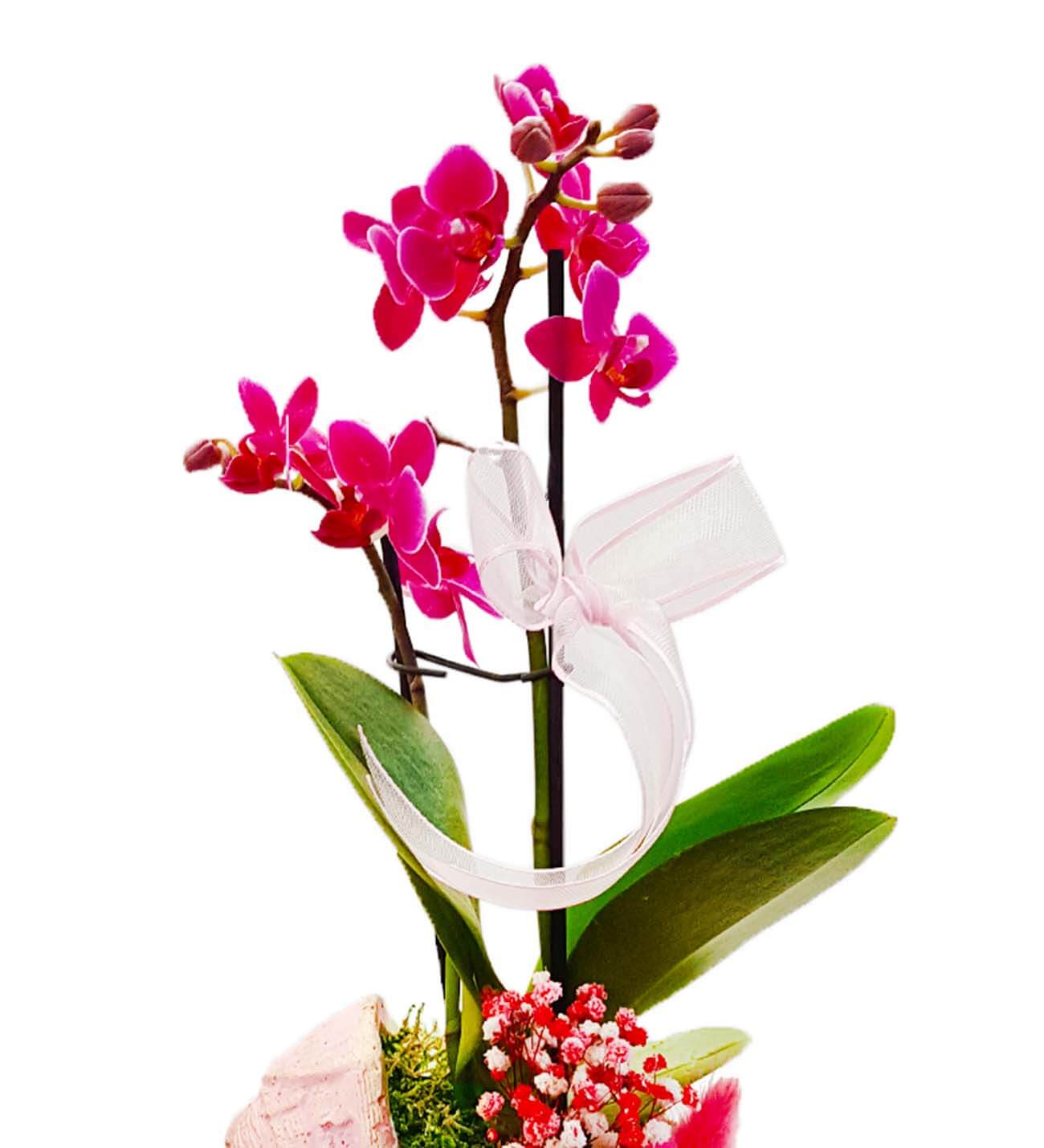 Baby Serisi Pembe Beşikte Mini Phalaenopsis Orkide