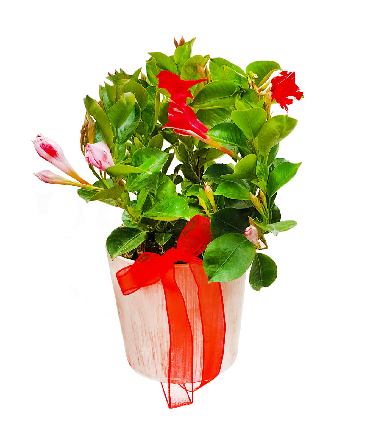 Mandevilla Red 
