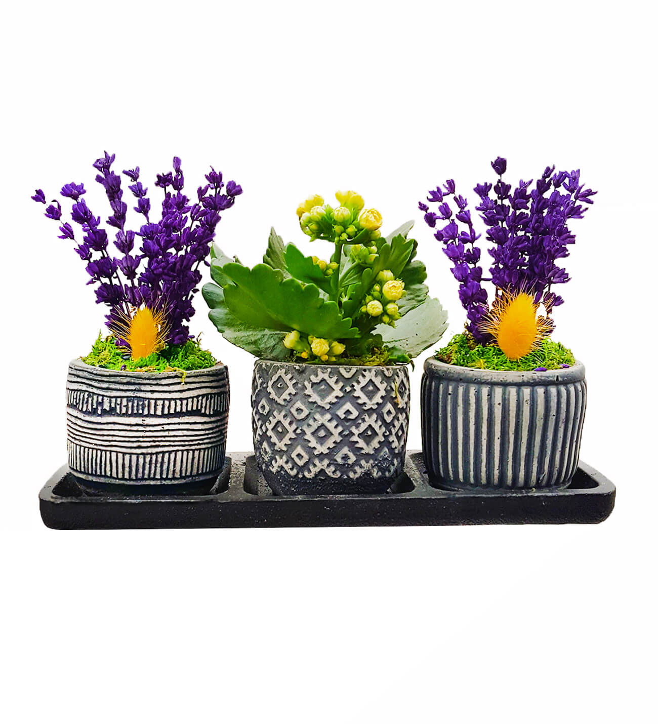 Vignette Serisi Mor Lavanta ve Kalanchoe