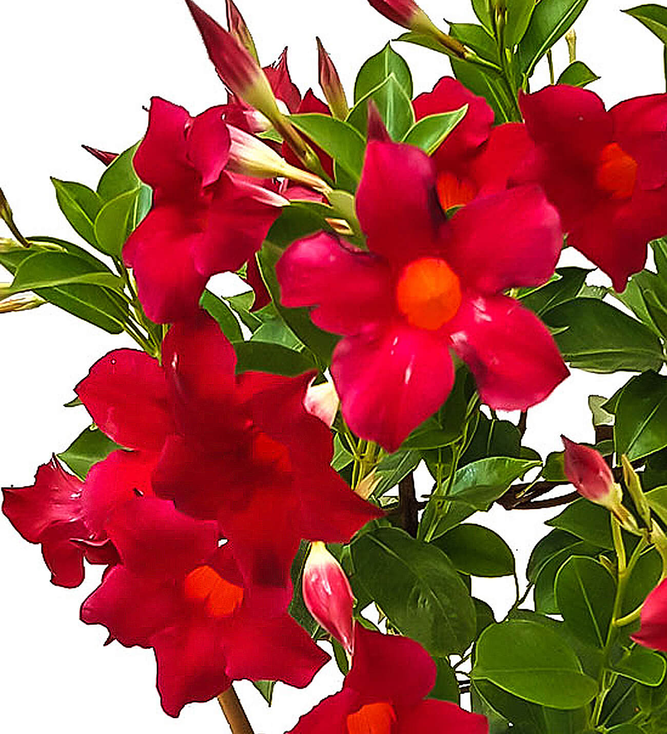 Mandevilla Red 