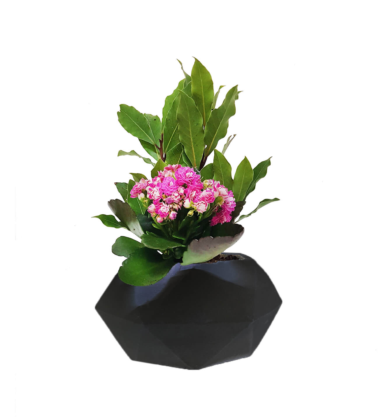 Black Venüs Serisi Akdeniz Defnesi ve Kalanchoe