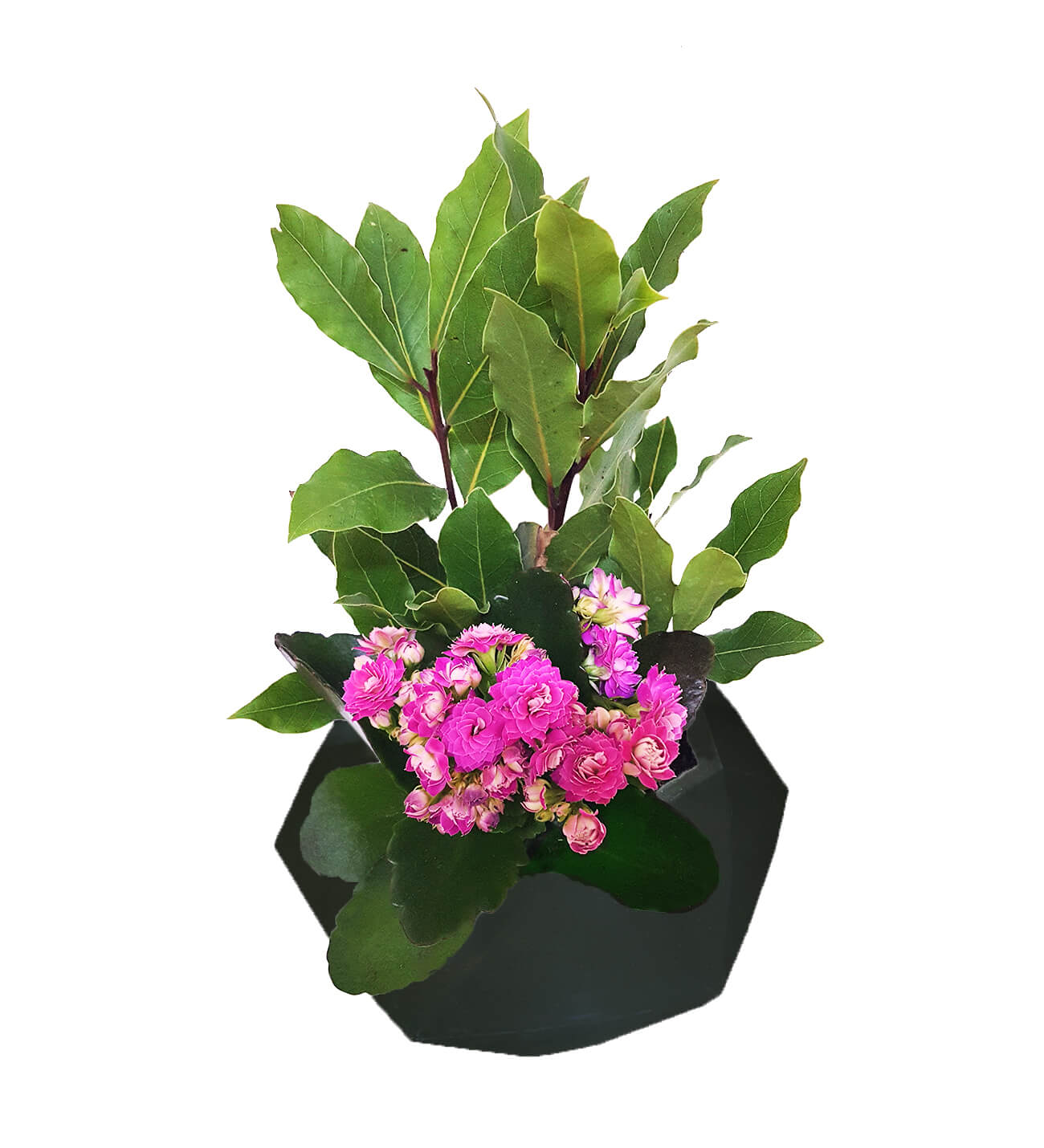 Black Venüs Serisi Akdeniz Defnesi ve Kalanchoe